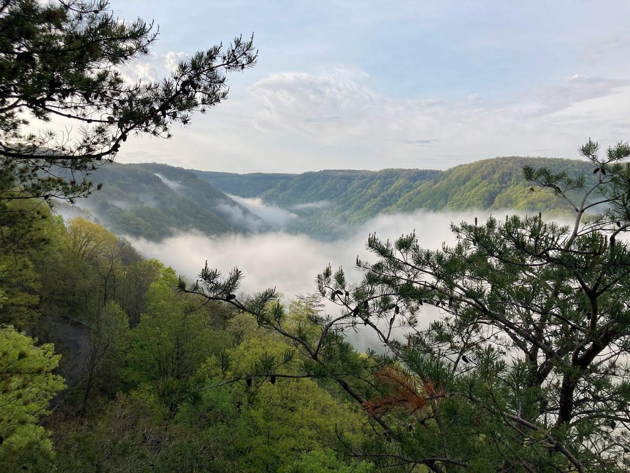 Fog filling a forested river gorge at dawn, seen through pine branches from a clifftop overlook