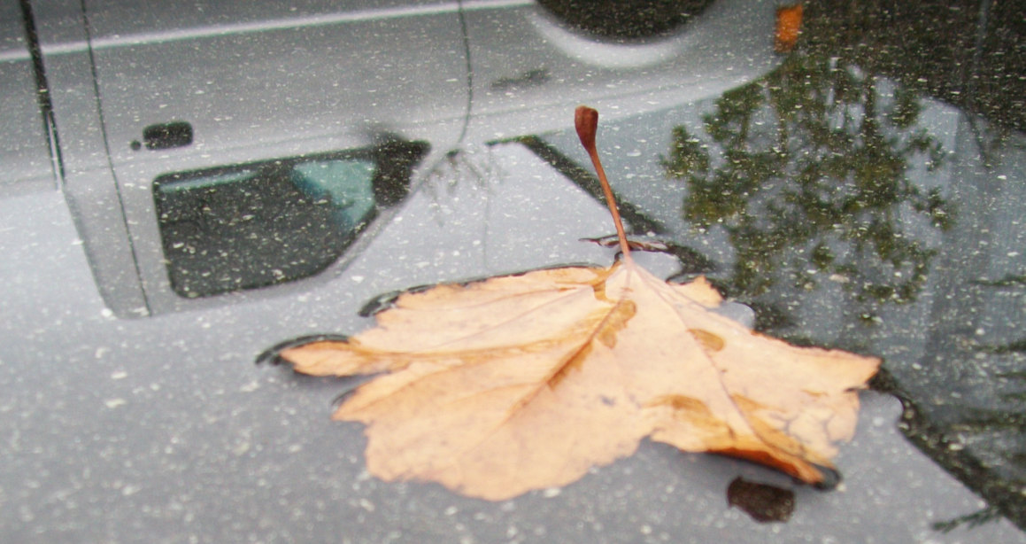 Fallen autumn leaf floating in a puddle that reflects a parked van and trees
